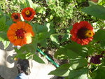 zinnia P1050213.JPG