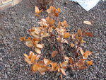 DSC01000.JPG