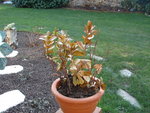 DSC01002.JPG