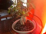 Mon bonsaï ficus