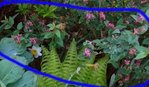 un gros plan de la plante du fond