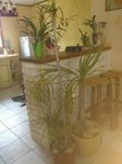 A coté à droite de mon Dracaena se trouve mon Cordyline Australis rentré par précaution