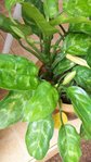 plante.jpg