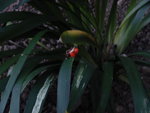 DSC01011.JPG