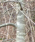 plante inconnue.jpg