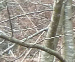 bourgeon.JPG