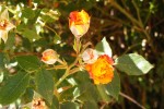 Rosier buisson orange du resto de la place (5) (Medium).JPG
