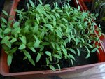 semis de tomates janvier 2012.jpg