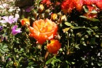 Rosier buisson orange du resto de la place (3) (Medium).JPG