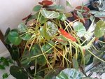 plante inconnue.jpg 2.jpg