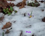 Crocus .