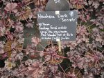 2012-02 H. Dark secretsx.jpg