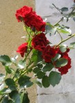 le rouge