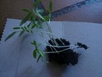 prélever un groupe de tomates.jpg
