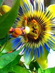 passiflora fleur.jpg