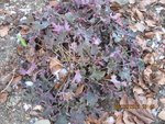 2012-02-06 gelx.jpg