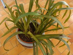 DSC01981.JPG