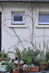 _JMR0516 Vigne facade maison.JPG