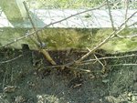 Voici une photo &quot;mode panorama&quot; qui montre un des pieds du milieu, celui le plus à droite cette fois-ci... Il semble mort par contre.