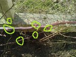 Voici une branche qui vous donnera une information sur la couleur et sur les petits bourgeons bien rouges qui parcourent le long de toutes les tiges.