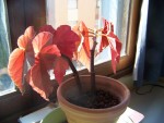 100_0139.JPG