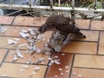 photo2 (Small).JPG