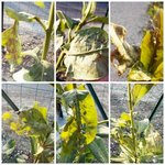 mes jeunes plants aujourd'hui