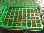 essai semis tomate10022012.jpg