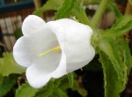 DSC05694.JPG