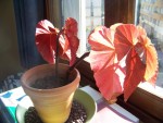 100_0140.JPG