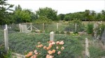 jardin.JPG