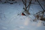 oiseau inconnu 1.jpg
