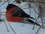 oiseau inconnu 2.jpg