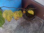 photo (11).JPG