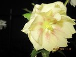 2012-02-15 x.jpg