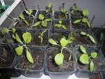 aubergines 16-02-12.jpg