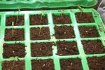 tomate2 16022012.jpg