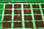 tomate1 16022012.jpg
