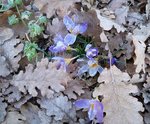 Crocus givrés