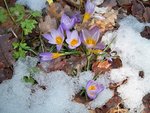 crocus le 03 02 2012.JPG