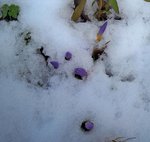 Crocus sous la neige