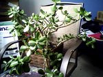 voici la plante en question