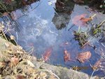 IMG_0776.JPG