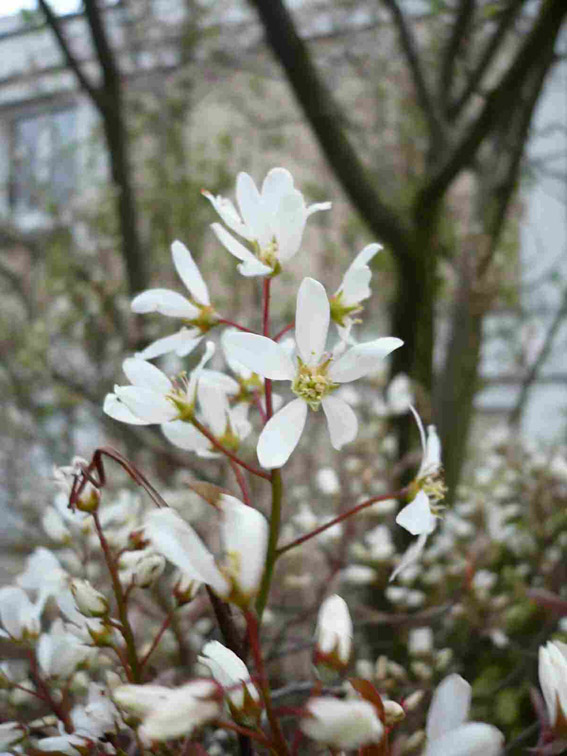 arbuste fleur
