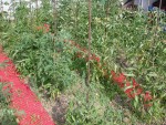 DSCN3659 1.jpg