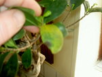 ficus malad.JPG