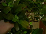 ficus2.JPG
