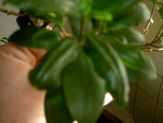 ficus4.JPG