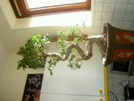 ficus.JPG