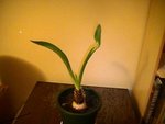 amaryllis 002.JPG